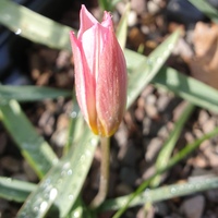 Tulipa humilis 
